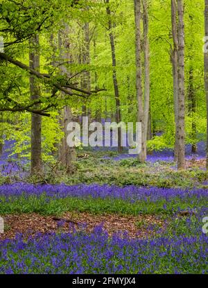 Carpet of bluebells growing in the wild on the forest floor underneath beech trees in springtime, in Dockey Woods, Ashridge, Buckinghamshire UK. Stock Photo