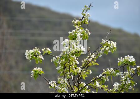 White and pink garden apple tree in full bloom . Many apple tree branches with white flowers against . Stock Photo