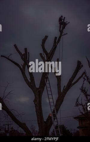 Woodcutter on top of a leafless tree in silhouette against a background of cloudy sky
