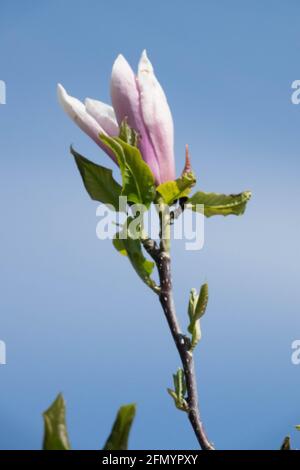 Cup-shaped with nine rosy-pink tepals Magnolia Heaven Scent Stock Photo