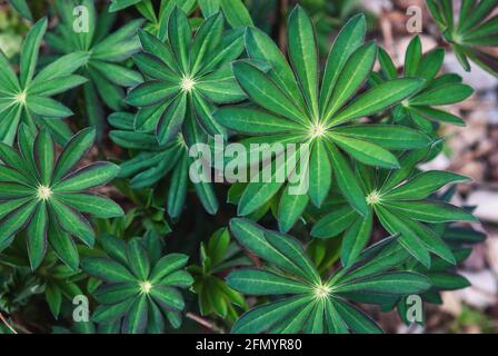 Lupin leaves top view - Lupinus polyphyllus Stock Photo