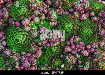 Groundcover plants texture - Houseleek of various color and shape, top view Stock Photo