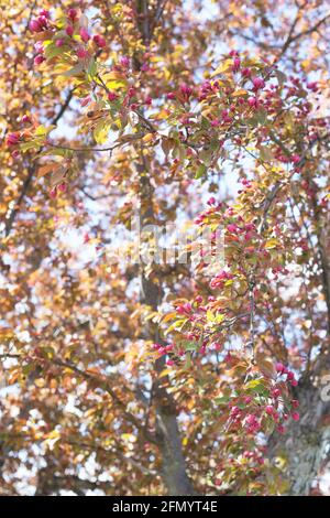 Malus 'red splendor' crabapple tree Stock Photo - Alamy