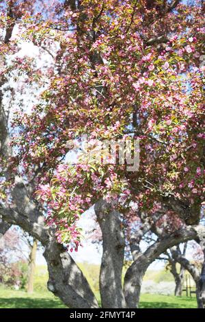 Malus 'red splendor' crabapple tree Stock Photo - Alamy