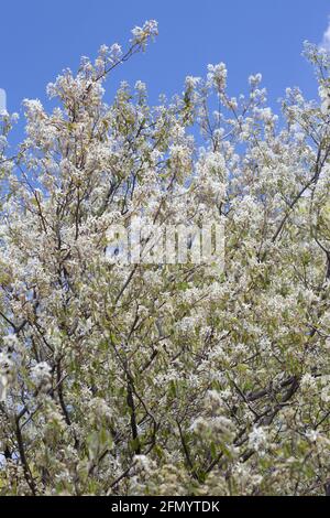 Amelanchier canadensis. Stock Photo
