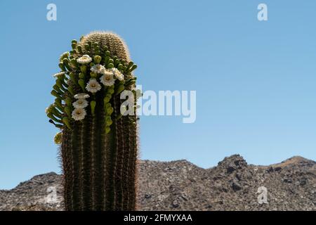 Giant Saguaro cactus in bloom with beautiful flowers Stock Photo