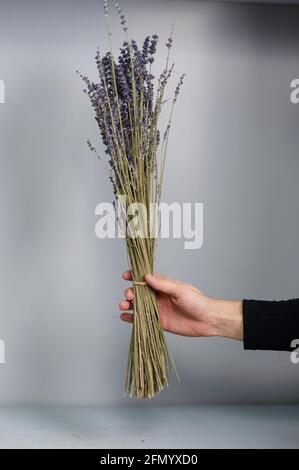 Dry lavender bouquet isolated on gray background. Copy space  Stock Photo