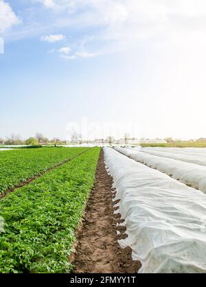 Rows of potato bushes on a plantation under agrofibre and open air. Hardening of plants in late spring. Greenhouse effect for protection. Agroindustry Stock Photo