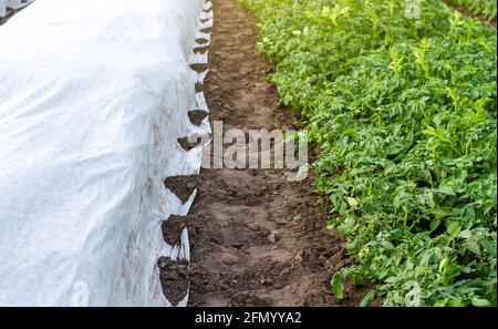 Rows of potato bushes on a plantation under agrofibre and open air. Hardening of plants in late spring. Agroindustry, farming. Growing crops in a cold Stock Photo