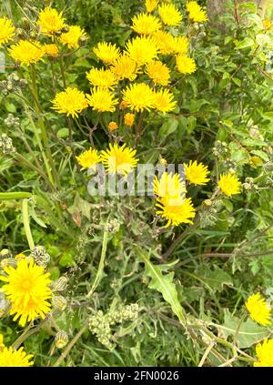 SMO0OTH HAWK'S-BEARD Crepis capillaris. Photo: Tony Gale Stock Photo