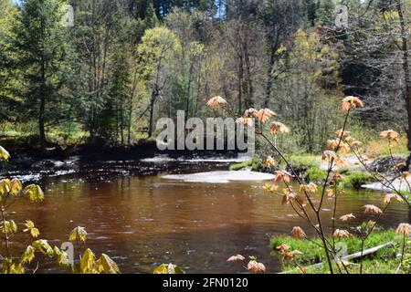 Gentilly river regional park in souther Quebec Stock Photo