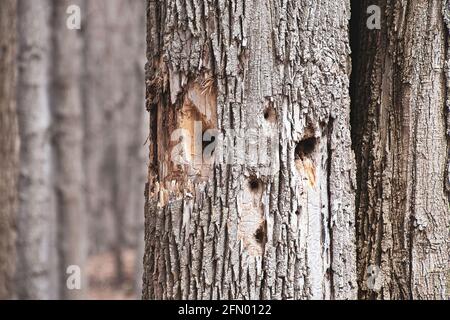 face pattern woodpecker holes in tree trunk Stock Photo