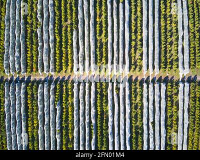 Apple orchard aerial view showing lines of apples and protective netting, Harcourt, Victoria, Australia.