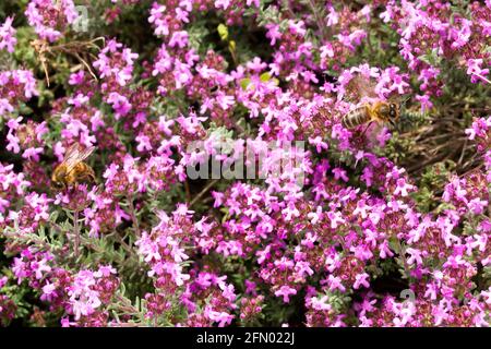 Two bees forage on Thymus leucotrichus flowers in springtime in the south of France Stock Photo
