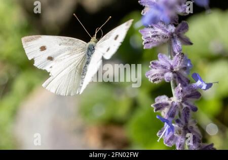 A Butterfly Cabbage White fly around a lavandula flower on a garden. Stock Photo