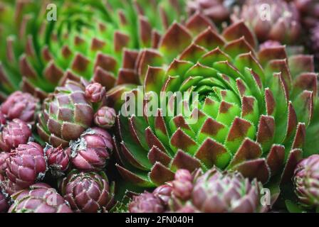 Mountain Houseleek green and brown-red large and small rosettes, closeup Stock Photo