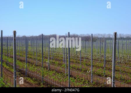 Many young seedlings of flowering apple trees on a modern plantation in spring. Agricultural business. Stock Photo