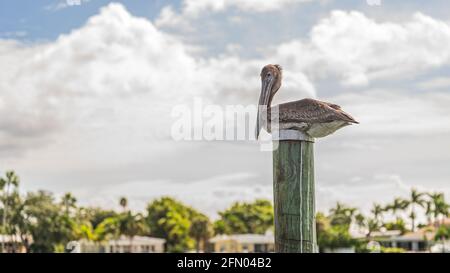 Brown Pelican roosting on top of a wooden dock pile against cloudy sky Stock Photo