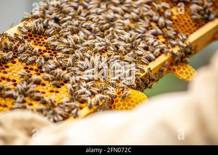 Tagged queen bee crawls on frame filled with bees and brood. strong family on frame. Soft focus Stock Photo