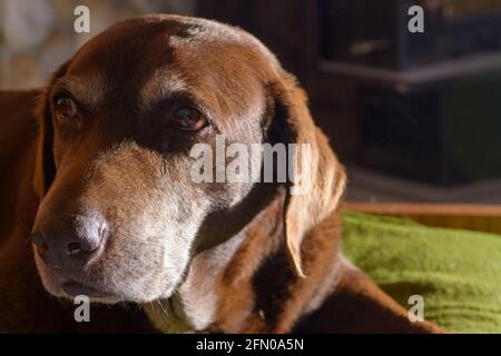 old senior chocolate labrador retriver dog Stock Photo