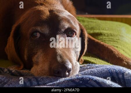 old senior chocolate labrador retriver dog Stock Photo