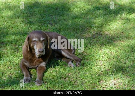 old senior chocolate labrador retriver dog in the shade Stock Photo