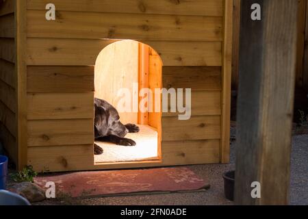 black labrador retriever dog sleeping in dog house. Stock Photo