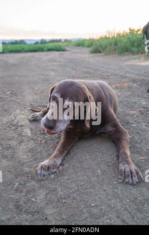 old senior chocolate labrador dog chewing Stock Photo
