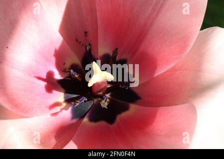 Close-up macro shot of a pink tulip on a sunny early spring afternoon Stock Photo