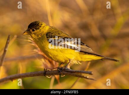 Lesser Goldfinch in the wild Stock Photo