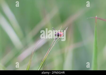 wandering red and black tick on leaf Ixodes ricinus Stock Photo