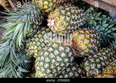 Pineapples (Ananas comosus) for sale at Belen market in Iquitos, Peru Stock Photo