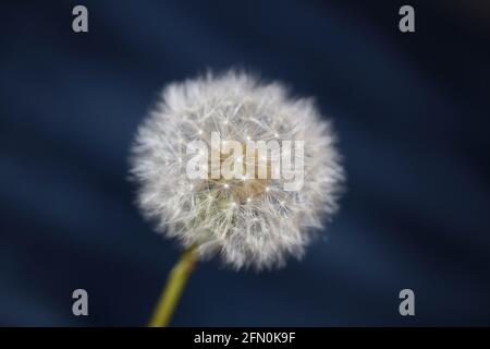 Flower blossoming close up taraxacum officinale dandelion blow ball asteraceae family modern botanical background high quality big size prints Stock Photo