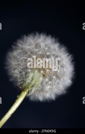 Flower blossoming close up taraxacum officinale dandelion blow ball asteraceae family modern botanical background high quality big size prints Stock Photo