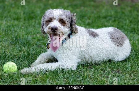 3-Year-Old Lagotto Romagnolo puppy male lying down and resting near its toy. Off-leash dog park in Northern California. Stock Photo