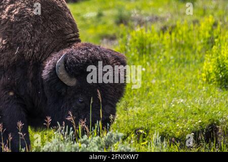 Buffalo roaming around in the greenery pasture of the preserve park Stock Photo