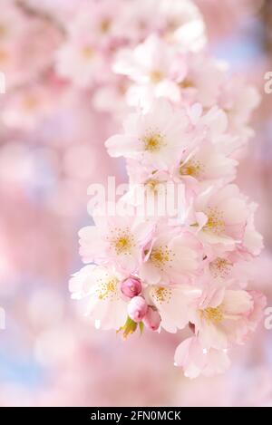 Vertical image of cherry blossoms in bloom in spring in Victoria, Vancouver Island, British Columbia, Canada Stock Photo