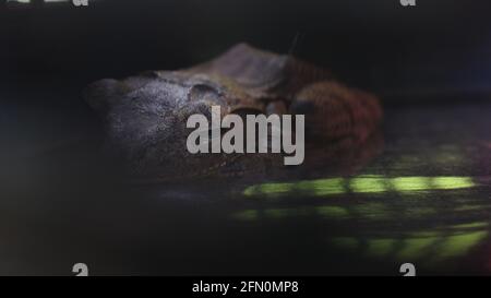 A close up shot of a brown colored stripy frog sleeping in side a cage Stock Photo