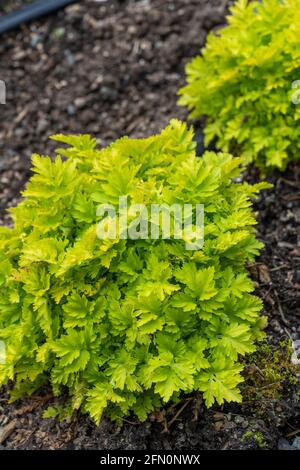 Issaquah, Washington, USA.   Chrysanthemum parthenium syn. Tanacetum parthenium (Common names: Feverfew, Featherfew, Featherfoil, Midsummer Daisy) Stock Photo