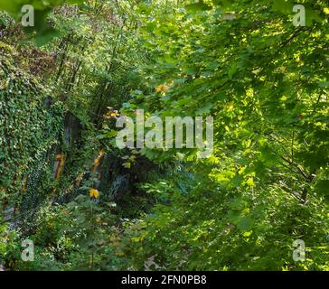 An old concrete structure in an urban woods is spraypainted with graffiti and and covered in green ivy growing down the wall, on a sunlit summer day u Stock Photo
