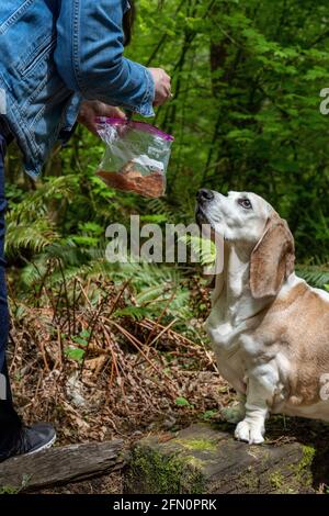 Issaquah, Washington, USA.  Opie, an elderly Basset Hound with lymphona cancer, being given a treat by his owner.  (PR) (MR)