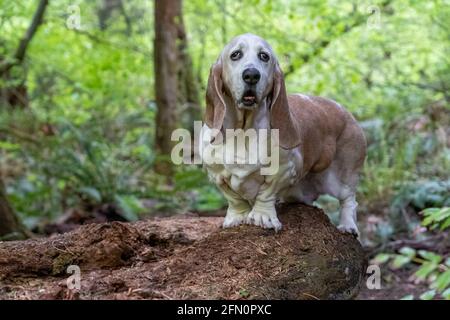 Issaquah, Washington, USA.  Opie, an elderly Basset Hound,  with lymphoma cancer, standing on a fallen log in a park.  (PR) Stock Photo