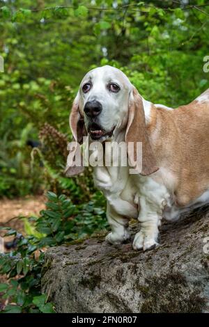 Issaquah, Washington, USA.  Opie, an elderly Basset Hound  with lymphoma cancer, perched on a boulder in a park.  (PR) Stock Photo