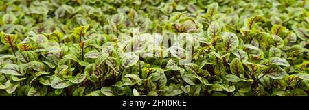 green leaves of edenvia lettuce grown on a microfarm using the agroponic method. Stock Photo