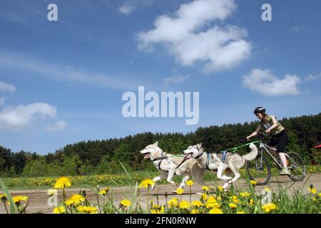 Belarus. May 2010: Husky dogs run in front of the girl on a bicycle against the background of forest and blue sky, yellow dandelions in the foreground.  Stock Photo