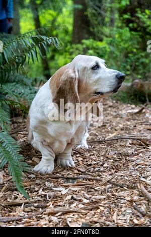 Issaquah, Washington, USA.  Opie, an elderly Basset Hound  with lymphoma cancer, sniffing the air on a forest trail  (PR) (MR) Stock Photo