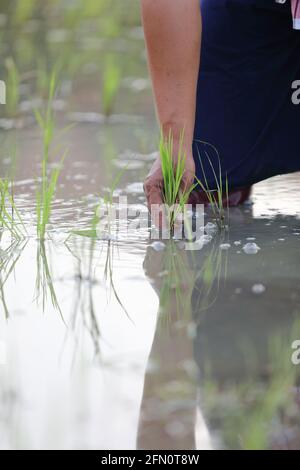 Farmer rice planting on water Stock Photo