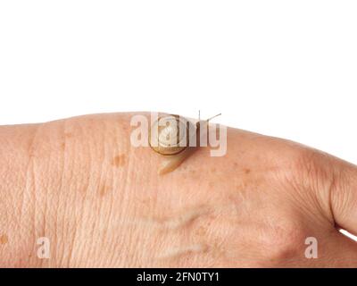 A snail is crawling along a woman's hand. Cosmetic product made from mucin snail mucus. Rejuvenation. Isolated. Stock Photo