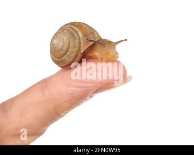 A snail is crawling along a woman's hand. Cosmetic product made from mucin snail mucus. Rejuvenation. Isolated. Stock Photo