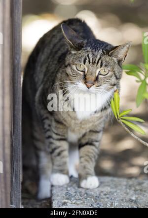 Suspicious European Shorthair Cat Arching Back and Starring at Danger Stock Photo